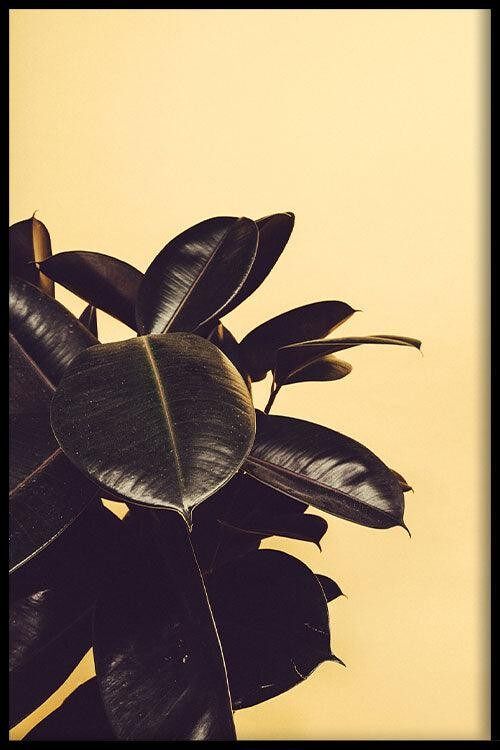 Walljar - Rubber Plant Yellow II - Poster met lijst / 50 x 70 cm