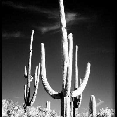 Walljar - Saguara Kaktus II - Poster mit Rahmen / 40 x 60 cm
