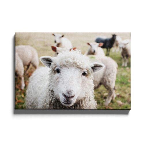 Walljar - Schaap - Canvas / 80 x 120 cm