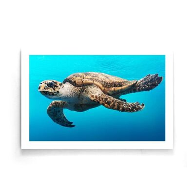 Walljar - Schildpad - Poster / 80 x 120 cm