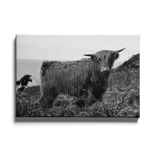 Walljar - Schotse Hooglander II - Canvas / 30 x 45 cm