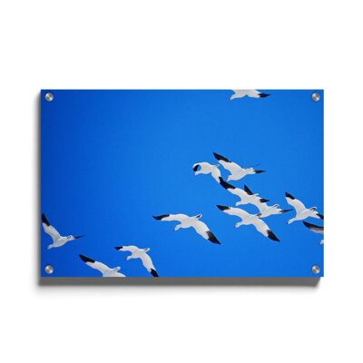Walljar - Snow Geese - Plexiglass / 80 x 120 cm
