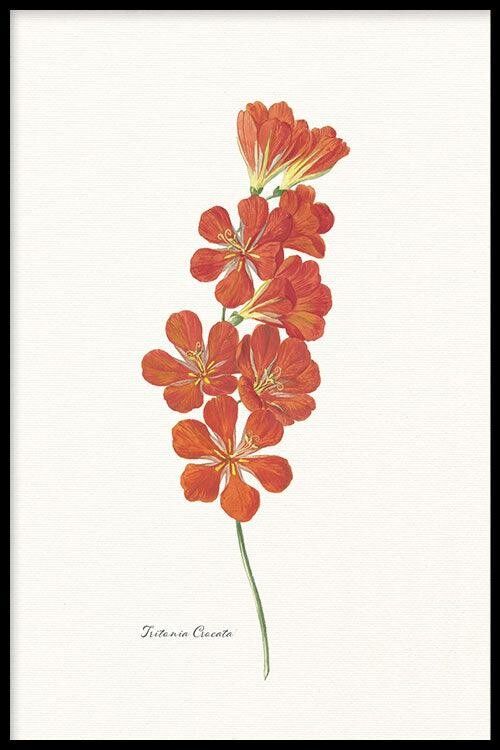 Walljar - Tritonia Crocata - Póster con marco / 30 x 45 cm