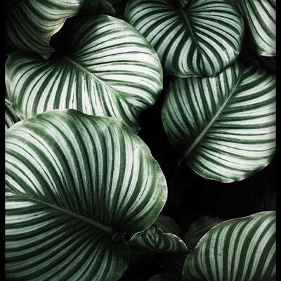 Walljar - Tropical Leaves II - Poster with Frame / 50 x 70 cm