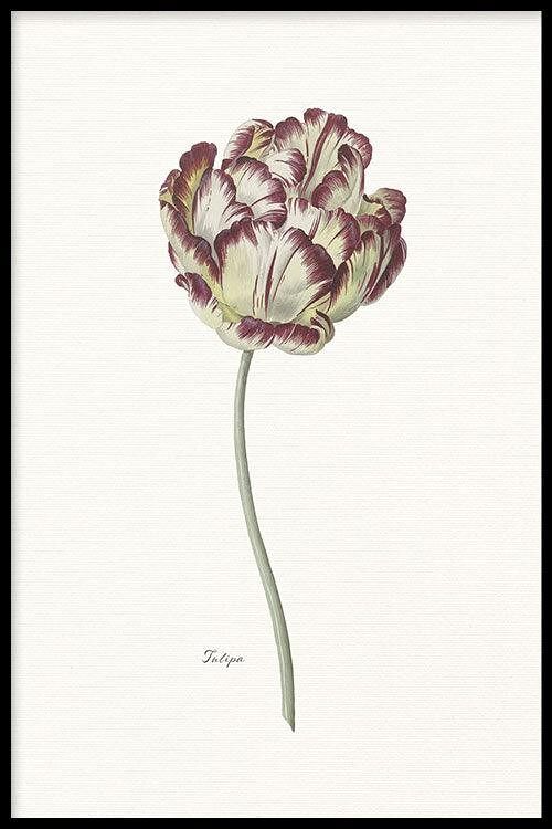 Walljar - Tulipa - Poster met lijst / 30 x 45 cm