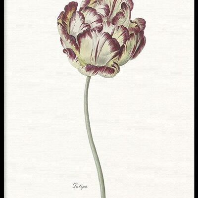 Walljar - Tulipa - Póster con marco / 30 x 45 cm