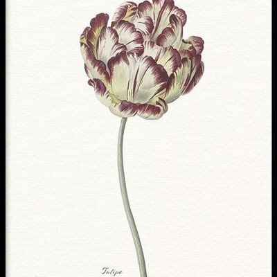 Walljar - Tulipa - Poster met lijst / 30 x 45 cm