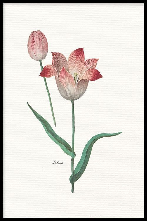 Walljar - Tulipa II - Poster met lijst / 30 x 45 cm