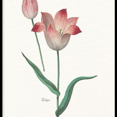 Walljar - Tulipa II - Póster con marco / 30 x 45 cm