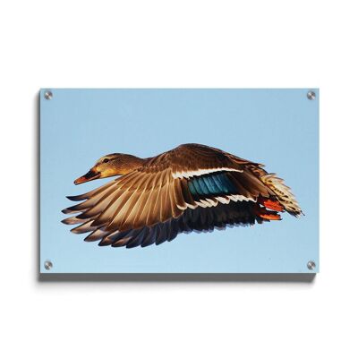 Walljar - Fliegende Ente - Plexiglas / 120 x 180 cm