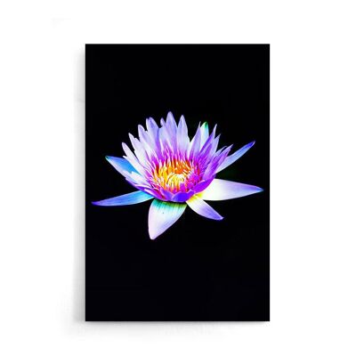 Walljar - Nénuphar Violet - Affiche / 50 x 70 cm