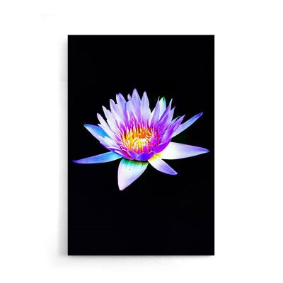 Walljar - Water Lily Violet - Poster / 50 x 70 cm