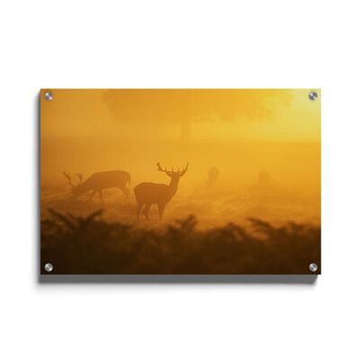 Walljar - Ciervo salvaje - Plexiglás / 80 x 120 cm