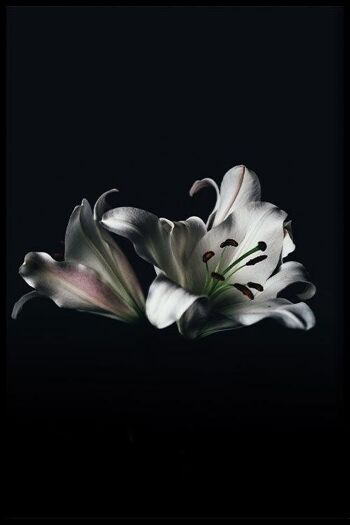 Walljar - Lys blancs - Affiche avec cadre / 30 x 45 cm 1