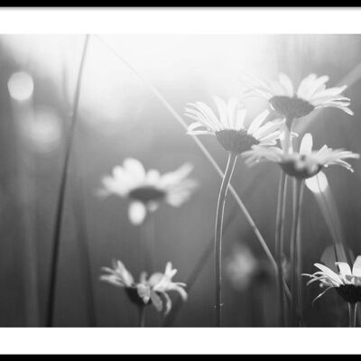 Walljar - White Daisies - Poster with frame / 30 x 45 cm