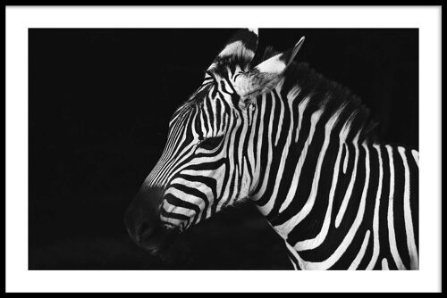 Walljar - Zebra - Poster met lijst / 50 x 70 cm