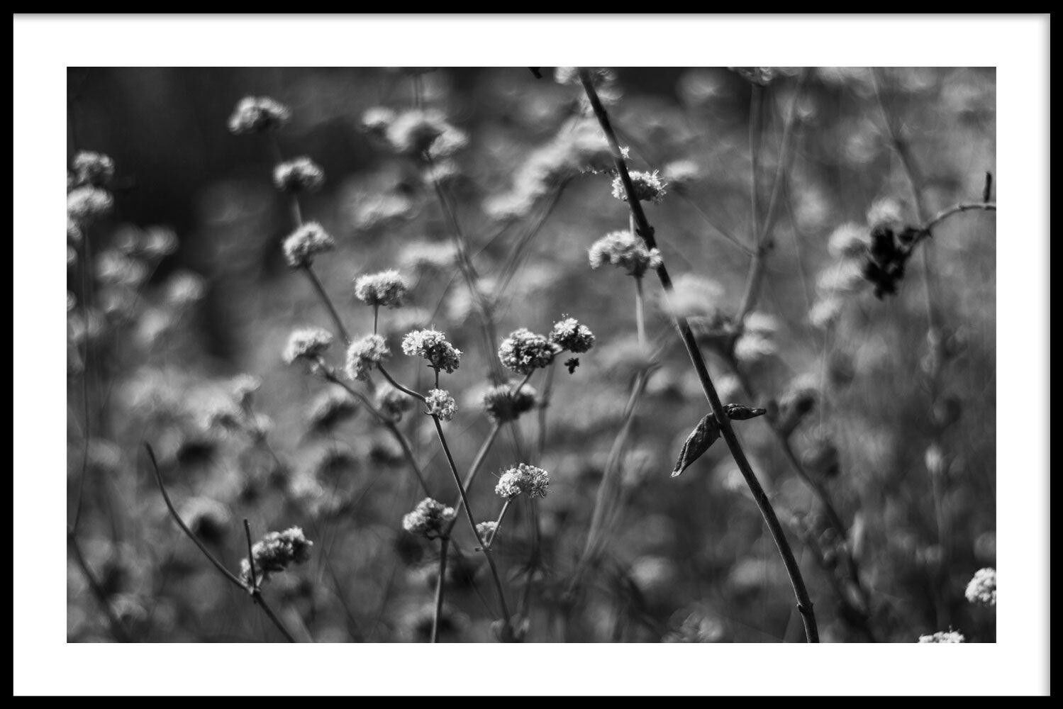 Walljar - Pianta di senape nera - Poster con cornice / 30 x 45 cm