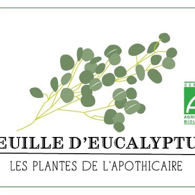 Eucalyptus - Organic