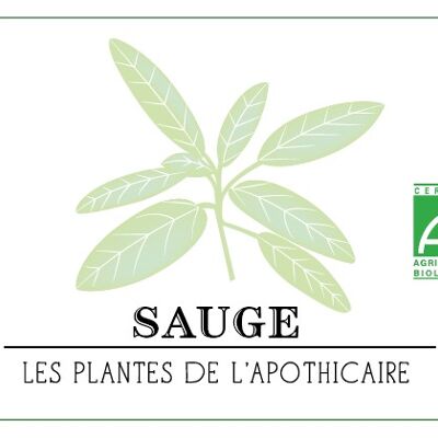 Sauge - Bio