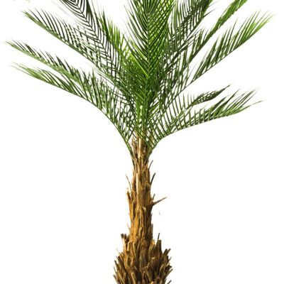 Palma artificiale Phoenix 170 cm UV