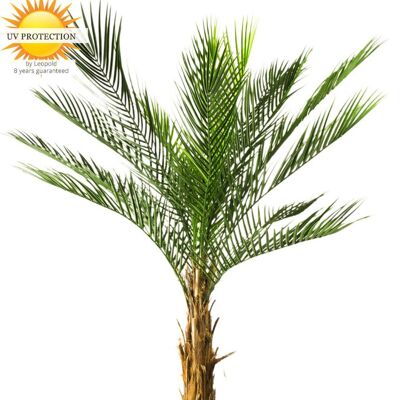 Palma artificiale Phoenix 170 cm UV