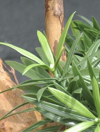 Conception Plante Artificielle Podocarpus 70 cm UV 5