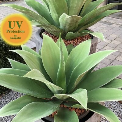 Künstliche Agavenpflanze 70 cm UV