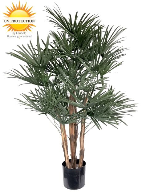 Raphis Palm 110cm UV