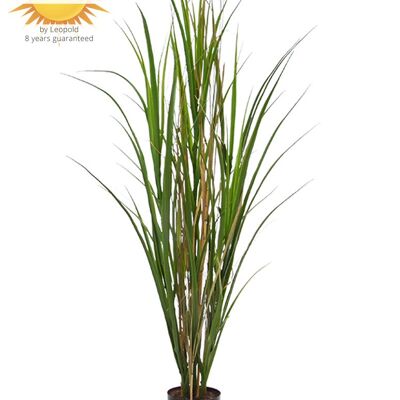 Césped de Junco artificial planta 120 cm UV