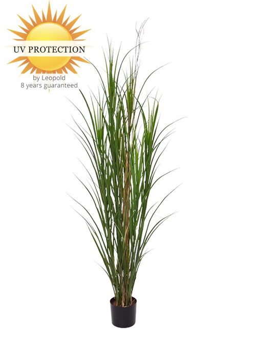Artificial Reed Grass plant 165 cm UV