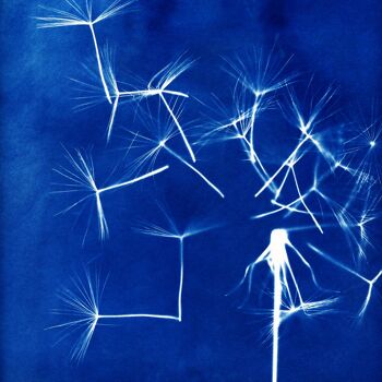 PACK DECOUVERTE KIT CYANOTYPE 🌞 Idée cadeau créatif - été arty - activité, photographie, plante, art, bleu, fleurs séchées, solaire, DIY 2