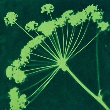 PACK DECOUVERTE KIT CYANOTYPE 🌞 Idée cadeau créatif - été arty - activité, photographie, plante, art, bleu, fleurs séchées, solaire, DIY 3