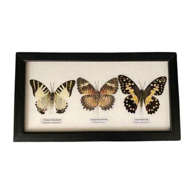 Farfalla tassidermia, 3 farfalle, assortite, montate sotto vetro, 25x13 cm