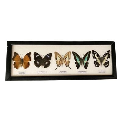 Farfalla tassidermia, 5 farfalle, assortite, montate sotto vetro, 38x13 cm