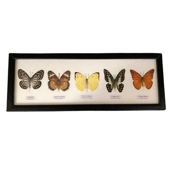 Papillon Taxidermie, 5 Papillons, Assortis, Montés Sous Verre, 38x13cm 2