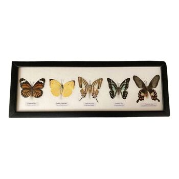 Papillon Taxidermie, 5 Papillons, Assortis, Montés Sous Verre, 38x13cm 3