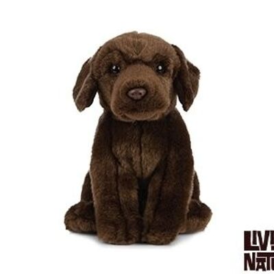 Labrador chocoladebruin