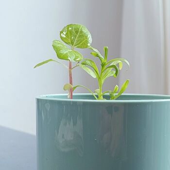 Courbe de croissance - Une fleur pour OPA 3