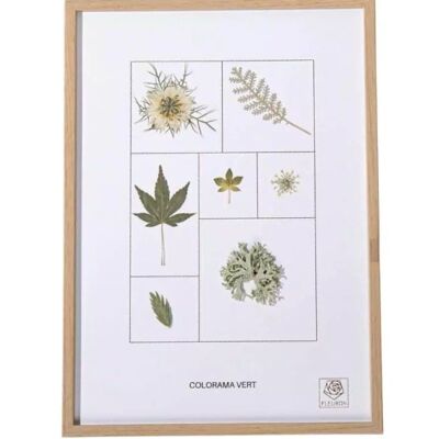 Herbier de fleurs séchées - Colorama Le vert