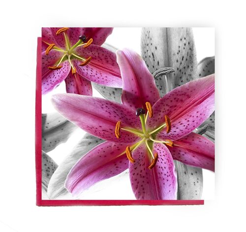 Stargazer Lily Greeting card - pink lily card
