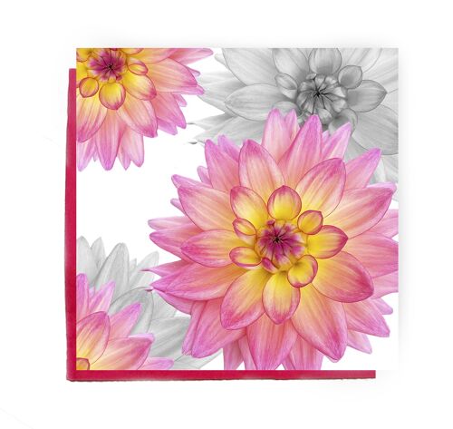 Pink Dhalia greeting card - delicate pink dhalia card