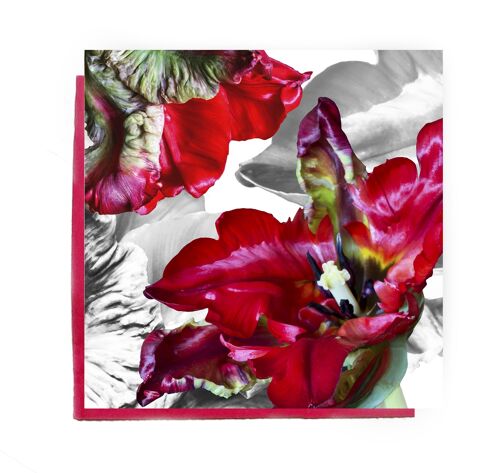 Parrot Tulip Greeting Card - red tulip card