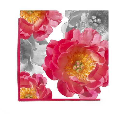 Pink Peony greeting card