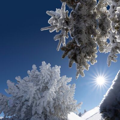 Tableaux  impression  sur toile Givre sur planterey - 40cm X40cm