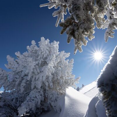 Tableaux  impression  sur toile Givre sur planterey - 60CM X 60 CM