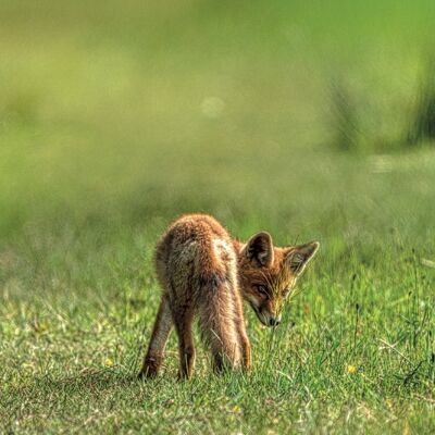 Baby Fox in natura 100 cm - 50 cm