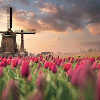 El campo de tulipanes holandés 120cm - 80cm