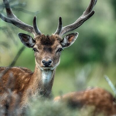 In de Natuur - Hert