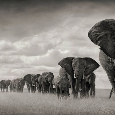 Mandria di elefanti in un ambiente naturale 90 cm - 160 cm