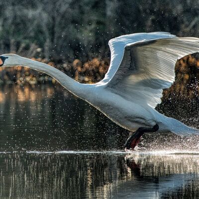 Let's Fly Away - Zwaan 60cm - 40cm